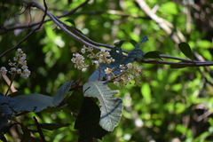 Saurauia madrensis