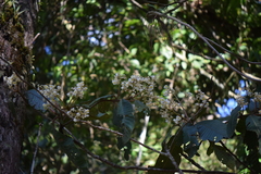 Saurauia madrensis