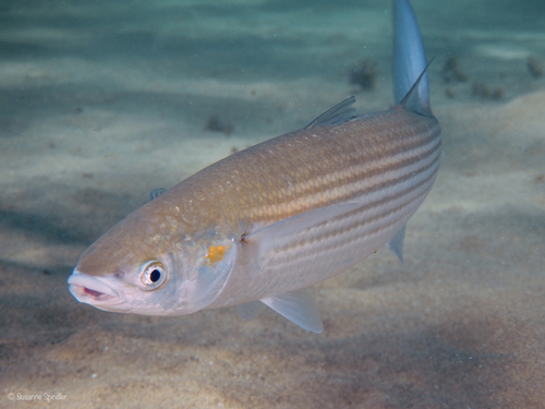 Golden Grey Mullet