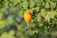 Momordica charantia