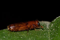 Euplatypus parallelus