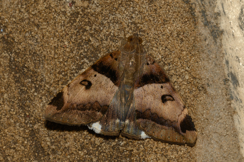 Lienard's Achaea