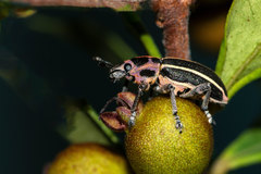 Eudiagogus