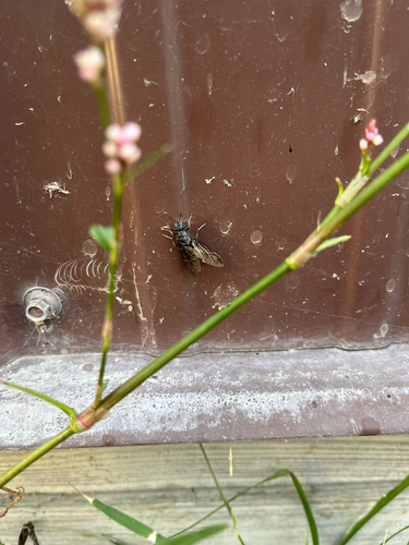 Unknown species found near Indiana, US