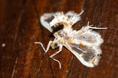 Neoleucinodes prophetica