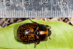 Parastasia percheroni