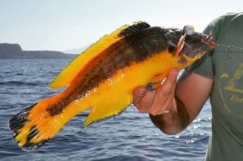 Cuckoo wrasse (Labrus mixtus) — Labridae — 3