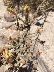 Balbisia microphylla