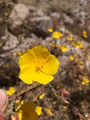 Balbisia microphylla