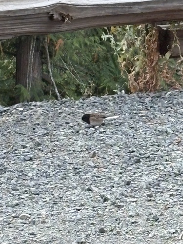 Dark-eyed Junco