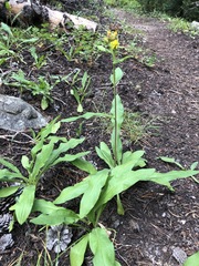Solidago multiradiata scopulorum