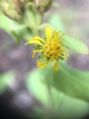 Solidago multiradiata scopulorum