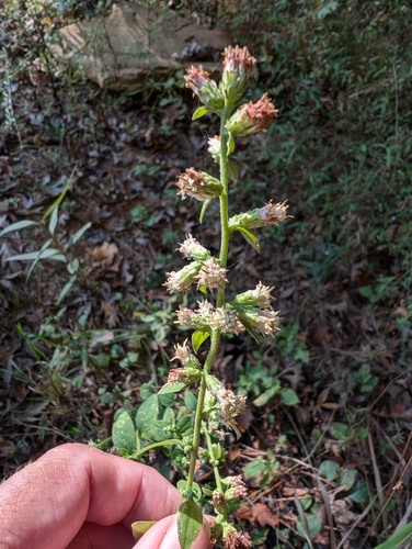 Rayless Mock Goldenrod (Brintonia discoidea)