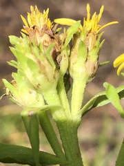 Solidago multiradiata scopulorum