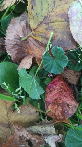 Наблюдение на iNaturalist