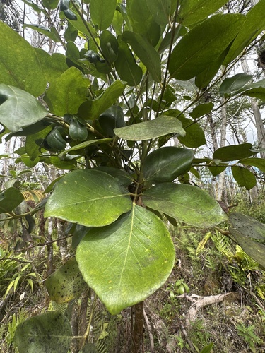 Polyscias hawaiensis observed 2025-09-30