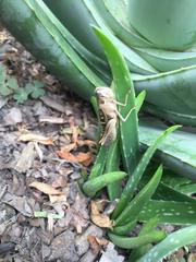 Schistocerca subspurcata