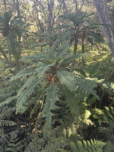 Cyanea horrida observed 2025-09-28