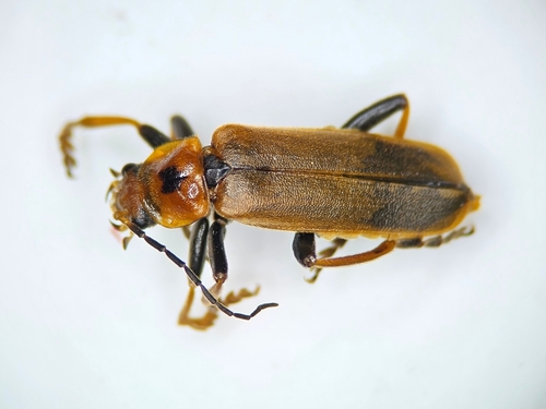 Cantharis coronata