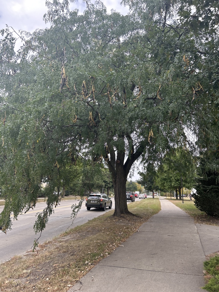 honey locust from Iowa State University, Ames, IA, US on October 1 ...