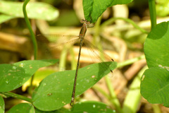 Lestes undulatus