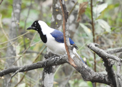 Cyanocorax mystacalis