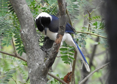 Cyanocorax mystacalis