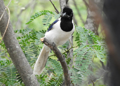 Cyanocorax mystacalis