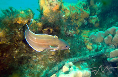 Lotella rhacina