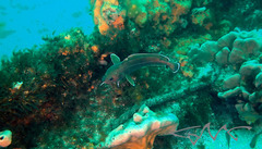 Lotella rhacina