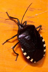 Catacanthus