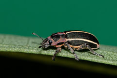 Eudiagogus