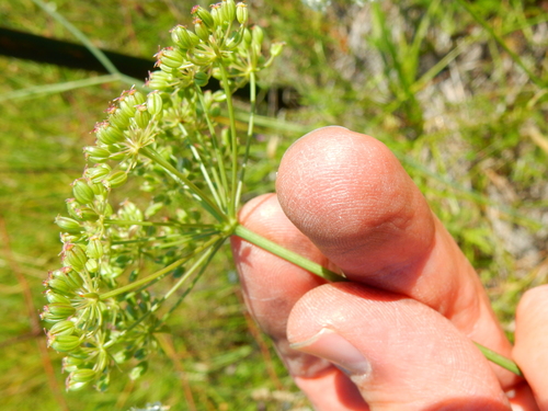 Oregon yampah (Perideridia oregana)
