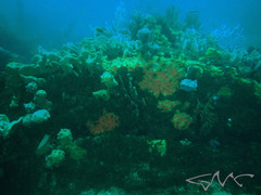 Pyura spinifera