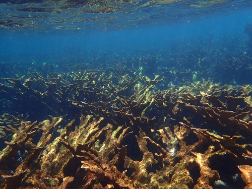 Photo of Elkhorn coral (Acropora palmata)