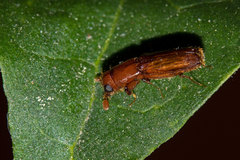 Euplatypus parallelus