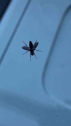Smoky-winged Woodlouse Fly photo 3