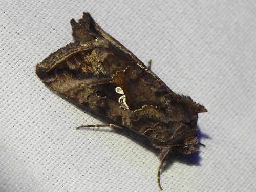 Common Looper Moth photo 4
