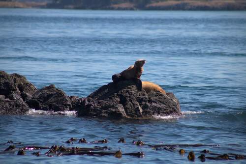 Steller Sea Lion photographed in Washington