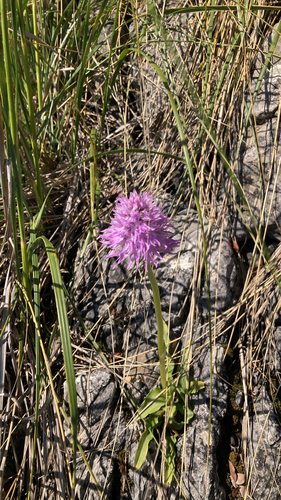 Orchis d'Italie