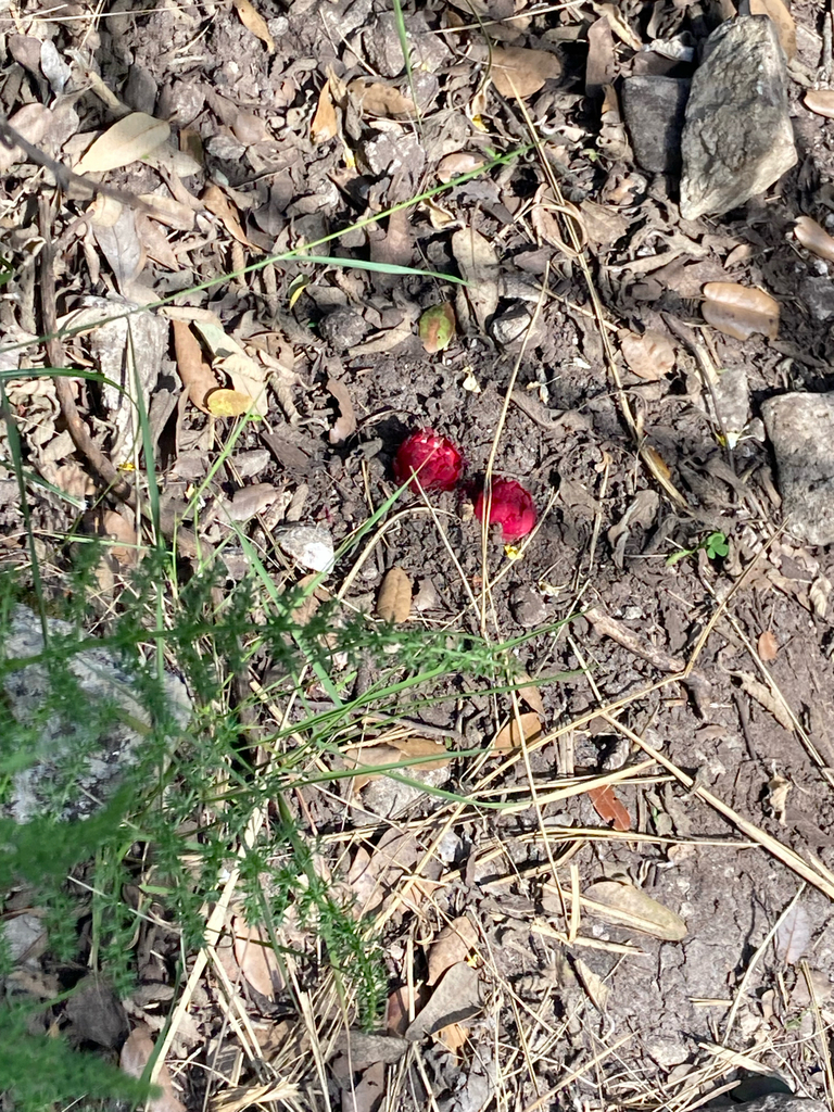Red Rockrose-parasite