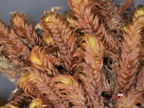 Claw-leaved Hook-moss (Palustriella falcata)