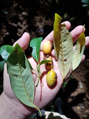 Virola multiflora