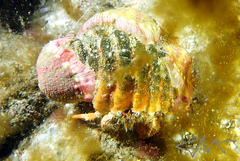 Dardanus pedunculatus