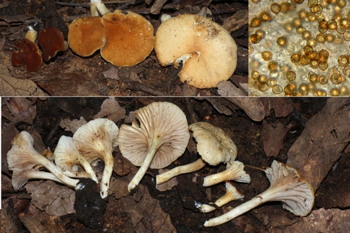 Neopaxillus