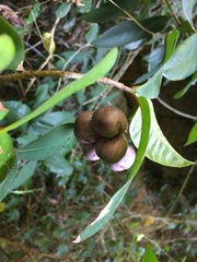 Ixora philippinensis