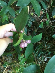 Ixora philippinensis