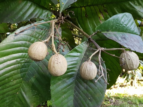 Inkwood (Simira maxonii)