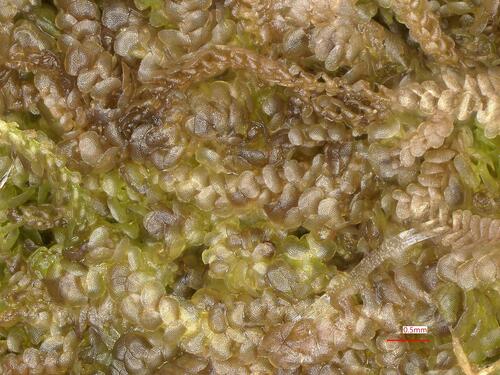 Pearl Pouncewort (Lejeunea patens)