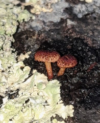 Phaeomarasmius